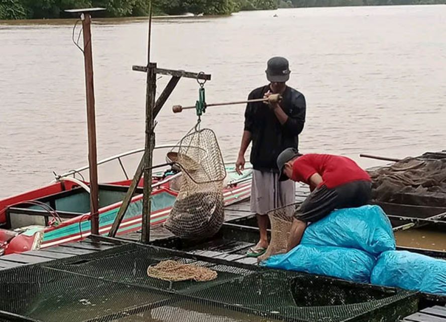Salah satu pembudidaya keramba jaring apung saat panen hasil budidaya di DAS Lamandau belum lama ini. (Istimewa)
