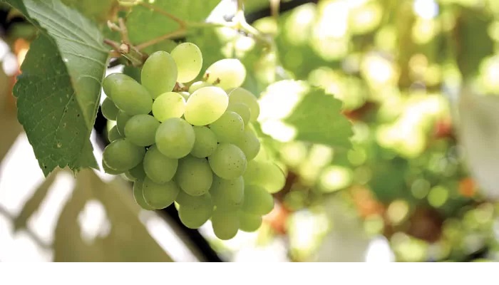 Anggur hijau adalah buah yang tumbuh berkelompok dan rasanya manis yang biasanya dijadikan camilan atau makanan pencuci mulut. (ALFIAN RIZAL/JAWA POS)