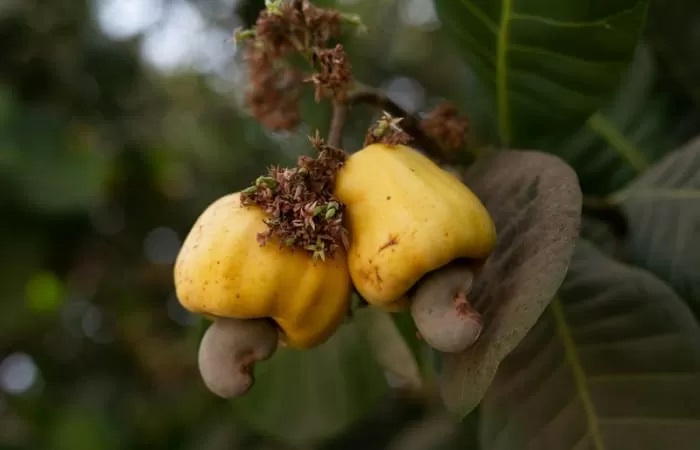 Jambu monyet atau jambu mete