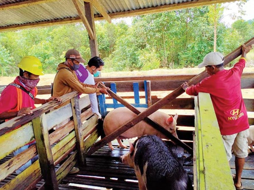 ilustrasi peternakan babi