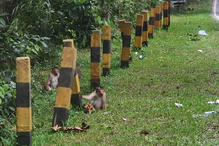 RELOKASI: Kawanan beruk di lintasan jalan menuju IKN yang saat ini sedang diusahakan untuk direlokasi.(ist)
