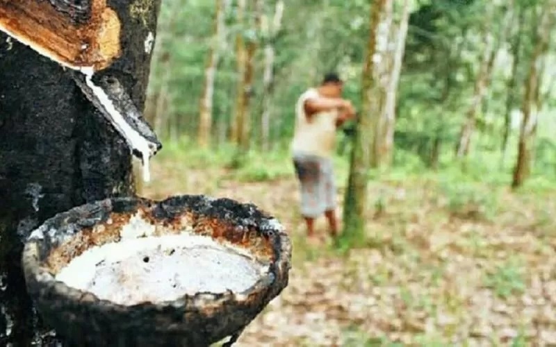 ilustrasi kebun karet