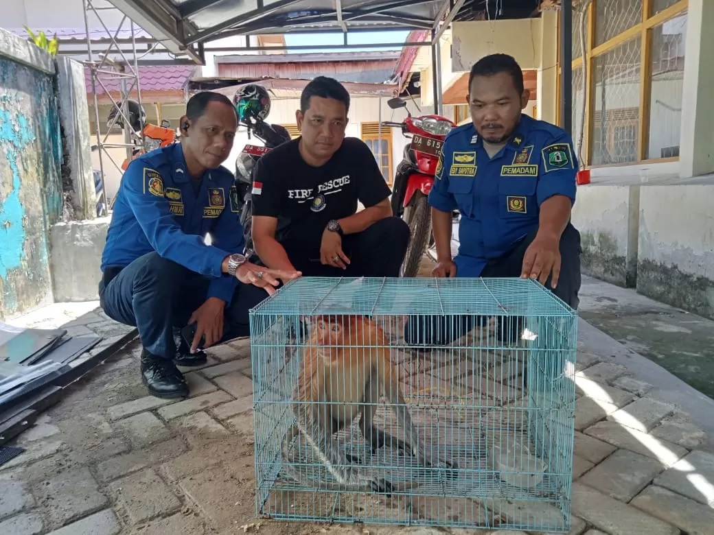 DIEVAKUASI: Bekantan berjenis kelamin betina ini berhasil diamankan warga dan selanjutnya diamankan tim Animal Rescue Satpol PP dan Damkar HSU, Rabu (3/4/2024).(Foto:M Akbar/Radar Banjarmasin)