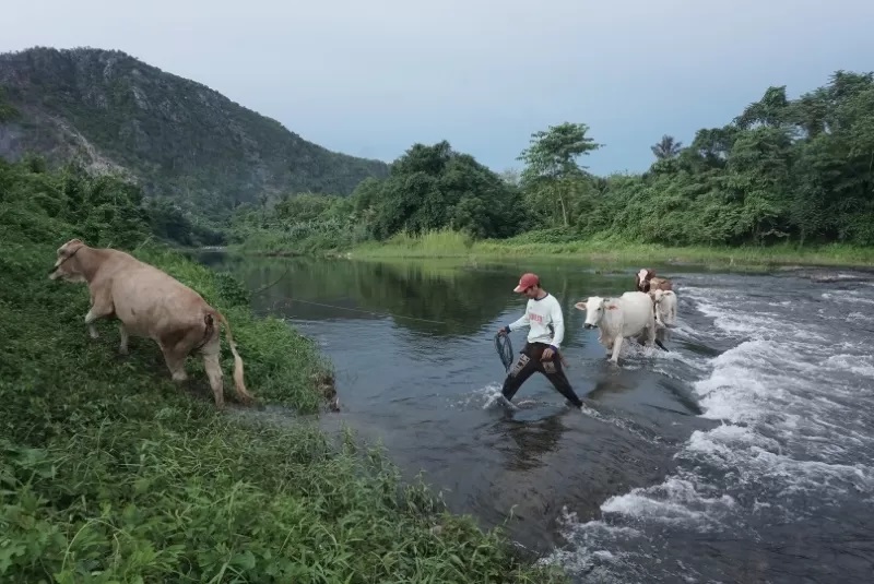 GEMBALA SAPI: Panorama alam di kawasan Pegunungan Meratus. Foto diambil di Kabupaten HST, salah satu kawasan yang menjadi titik Geopark Meratus. (FOTO: WAHYU RAMADHAN/RADAR BANJARMASIN)
