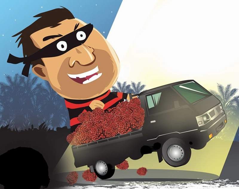 ilustrasi maling sawit