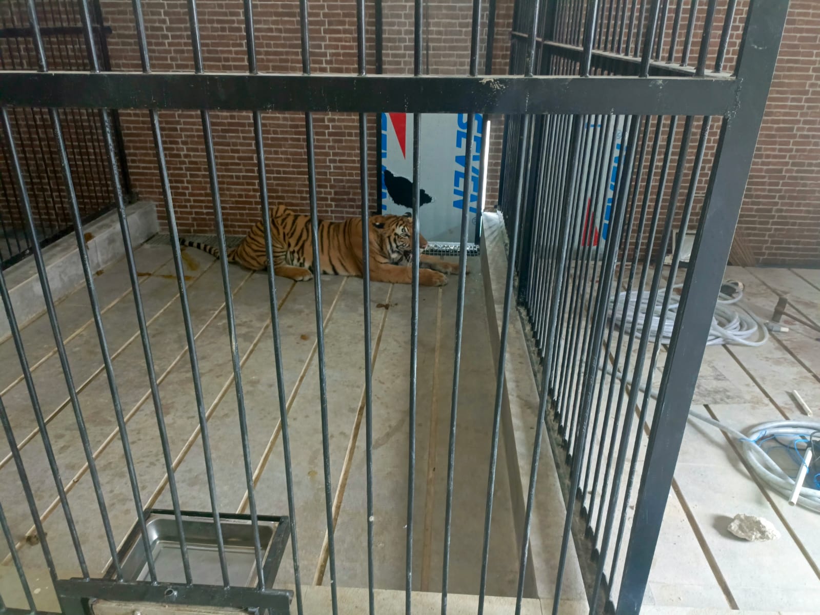 BERMASALAH: Harimau peliharaan Andri Soegianto yang membuatnya berurusan dengan hukum.