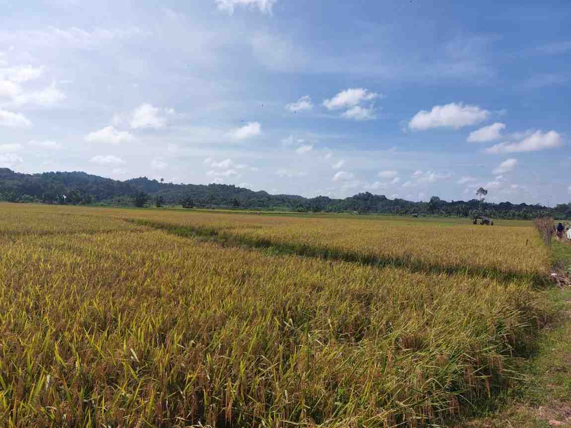 Pertanian di Tenggarong Seberang (Elmo/Prokal.co)