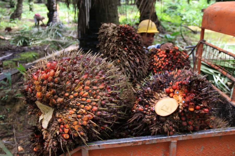 UNTUNGKAN PEKEBUN: Harga sawit belakangan mengalami kenaikan.