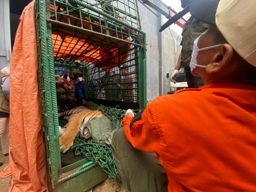 MASIH BERGULIR: Kasus harimau yang ditemukan berada di permukiman warga milik Andri Soegianto pada November 2023 lalu, masih berjalan di PN Samarinda.