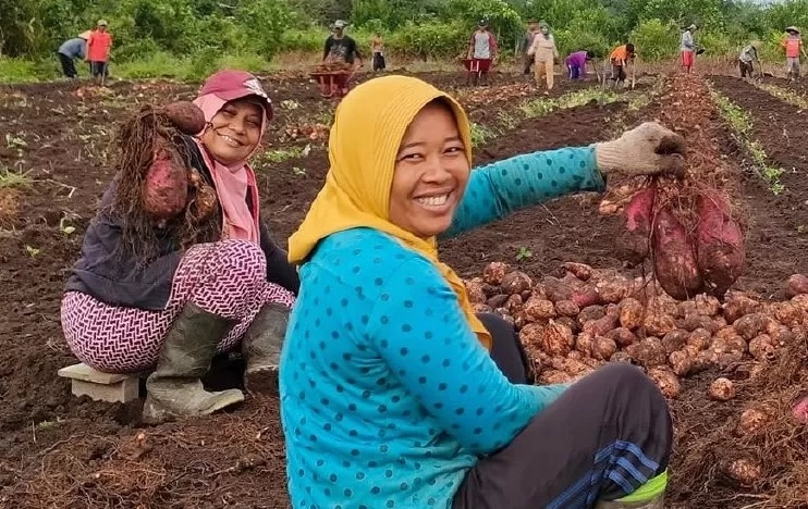 PANEN : Sejumlah petani wanita di Desa Jangkang Satu, Kecamatan Kubu saat panen ubi jalar. Desa ini memang dikenal sebagai penghasil komoditas yang masuk dalam umbi-umbian tersebut. IST