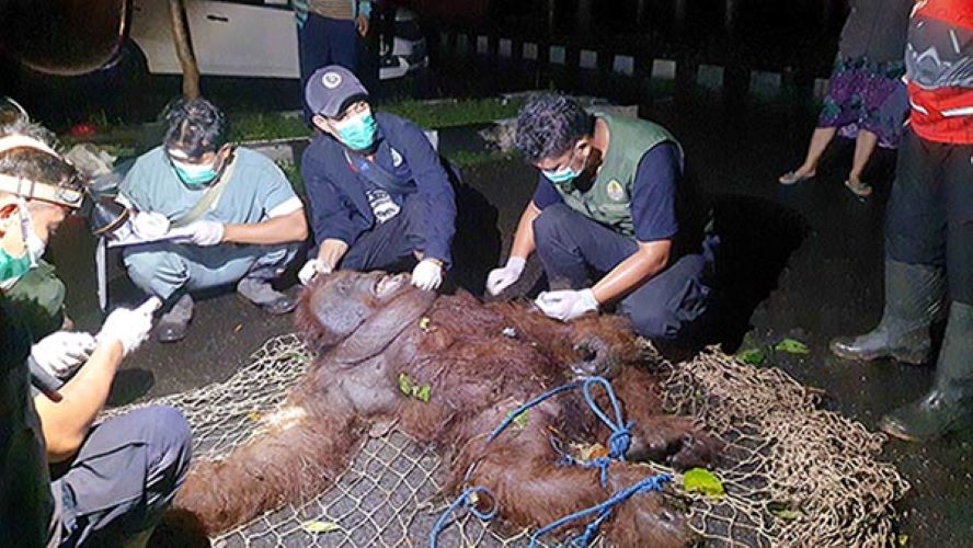 HEWAN DILINDUNGI : Satu individu Orang Utan ke sasar di Kawasan Bandara Haji AsanSampit ketika proses evakuasi oleh BKSDA dan Tim OFI, Jumat (26/4/2024) malam. (HENY/RADARSAMPIT)