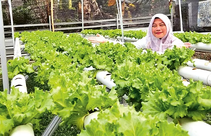 SIAP PANEN: Titi menunjukkan aneka selada hasil kebun hidroponiknya di Fargos Farm. (Titi Anggraini untuk JawaPos.com)