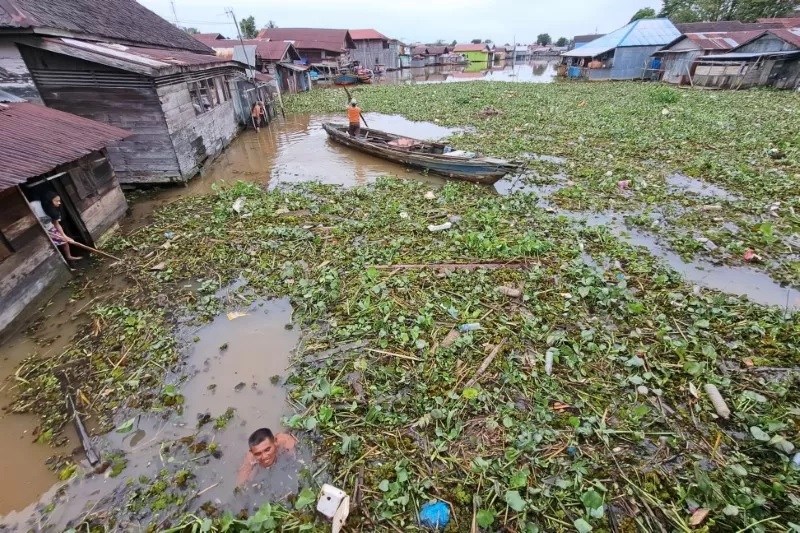 MASALAH GULMA: Eceng gondok memenuhi permukaan Sungai Kuin di Banjarmasin Utara, beberapa waktu lalu.