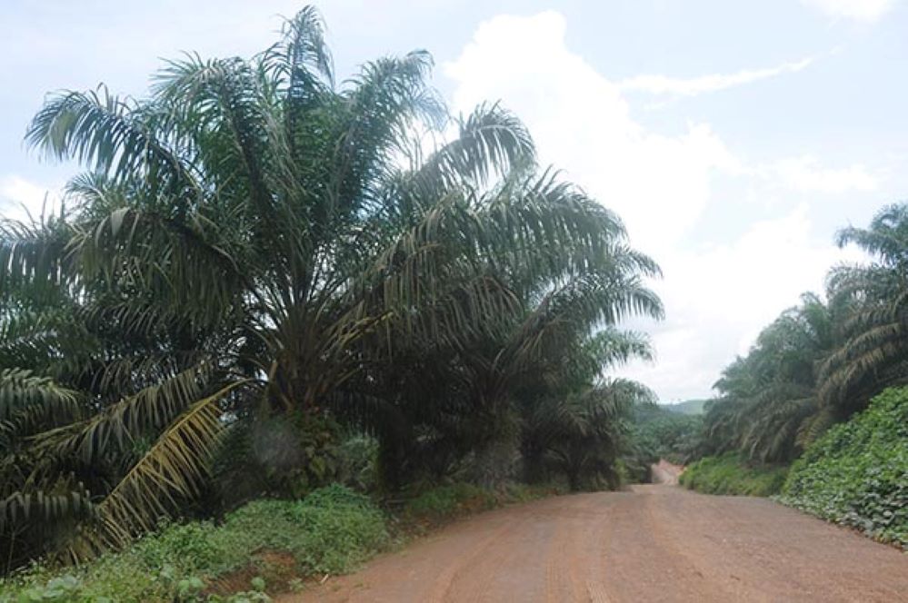 PERKEBUNAN: Salah satu kawasan perkebunan kelapa sawit di Kabupaten Kotawaringin Timur. (DOK.RADAR SAMPIT)