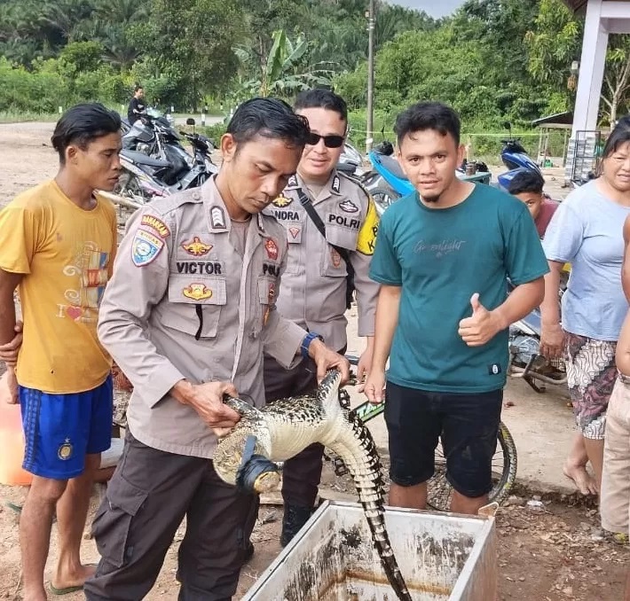 TANGKAP BUAYA: Warga mengamankan buaya di dalam sebuah kotak di Dusun Tamang Desa Jelimpo, Sabtu (4/5). (HUMAS POLSEK LANDAK)