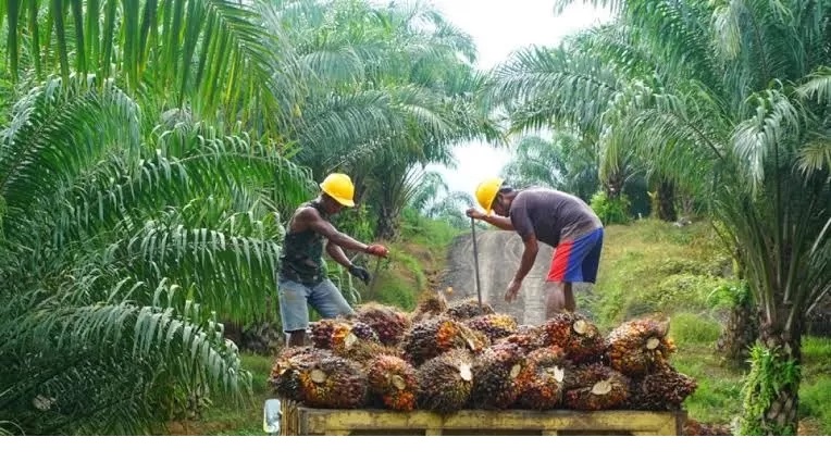 PANEN SAWIT: Setelah naik dalam waktu yang cukup lama, saat ini harga TBS menurun. IST