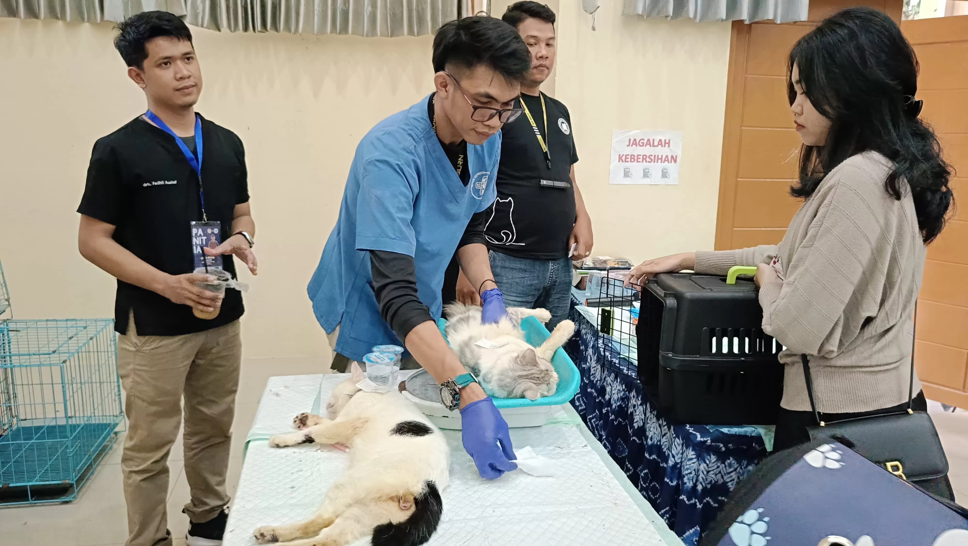 CEGAH OVERPOPULASI: Seekor kucing jantan menjalani proses sterilisasi di Aula Museum Lambung Mangkurat Banjarbaru, Minggu (5/52024).(Foto: Sheilla Farazela/Radar Banjarmasin)
