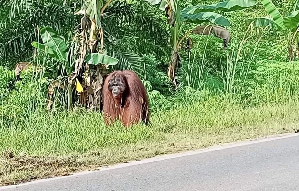NYASAR: Penampakan orang utan di pinggir jalan Desa Riam Berasap Jaya, Kecamatan Sukadana, Kabupaten Kayong Utara, Minggu (12/5). (ISTIMEWA)