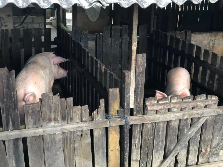 SUMBER BAU: Kandang babi di jalan Pandarapan RT 34, RW 5 Kelurahan Guntung Manggis.(Foto: Sheilla Farazela/Radar Banjarmasin)