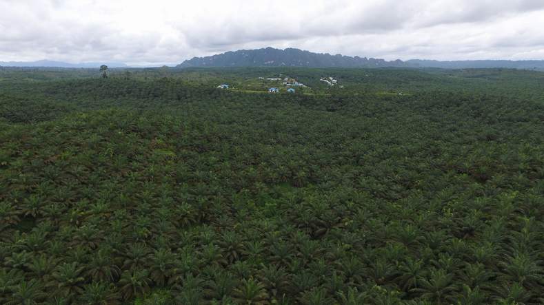 ilustrasi kebun sawit