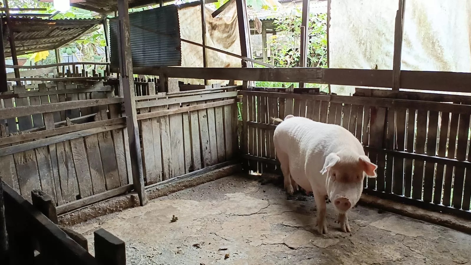 JADI MASALAH:Petugas Satpol-PP Banjarbaru memantau aktivitas peternakan babi di dekat Asrama Mahasiswa UIN Antasari, beberapa waktu lalu.(Foto: Fadlan Zakiri/Radar Banjarmasin)