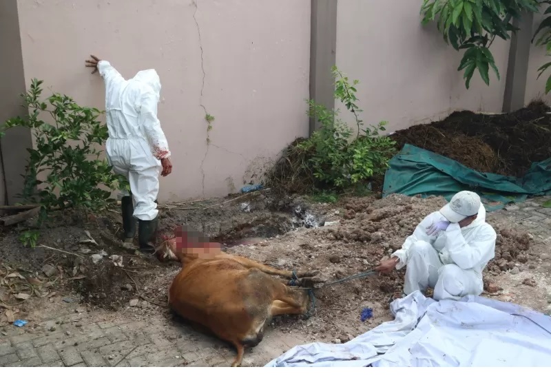 DIPOTONG: Sapi asal Bima, NTB yang positif mengidap Brucellosis dipotong paksa oleh petugas Balai Karantina Kalsel. (FOTO: BALAI KARANTINA KALSEL)