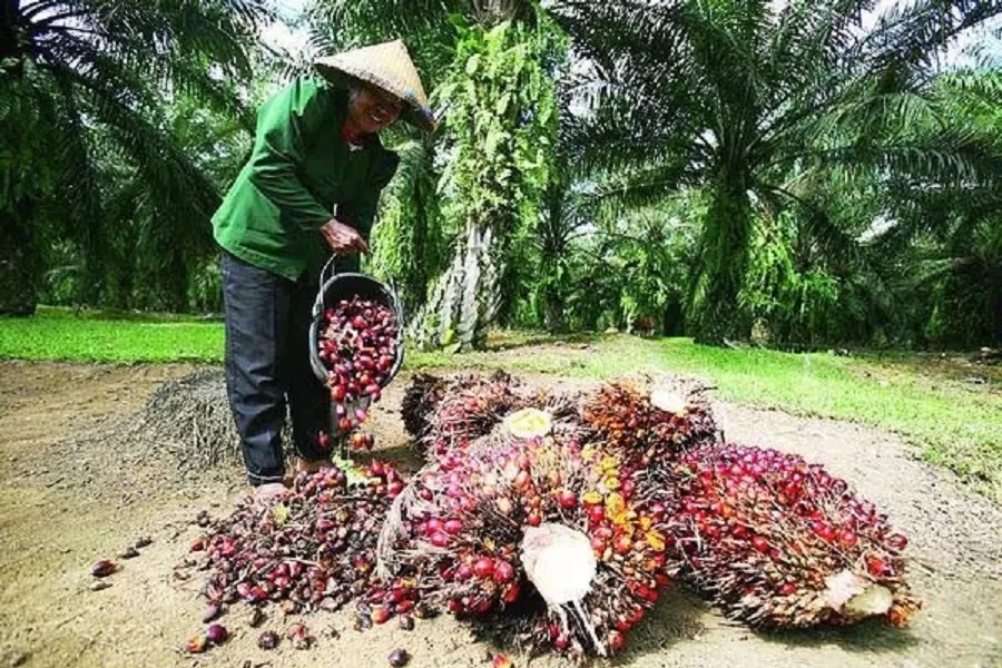 PANEN MELIMPAH: Petani sawit semangat memanen kelapa sawit. Namun harga TBS masih menurun. IST