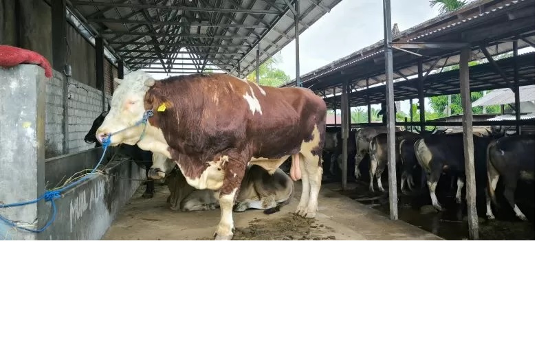 JUMBO. Salah satu sapi jenis limosin yang disiapkan Kandang Betapus untuk menyambut Iduladha bulan depan.