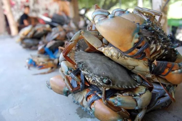 Kepiting bakau, salah satu andalan perikanan di Tarakan.