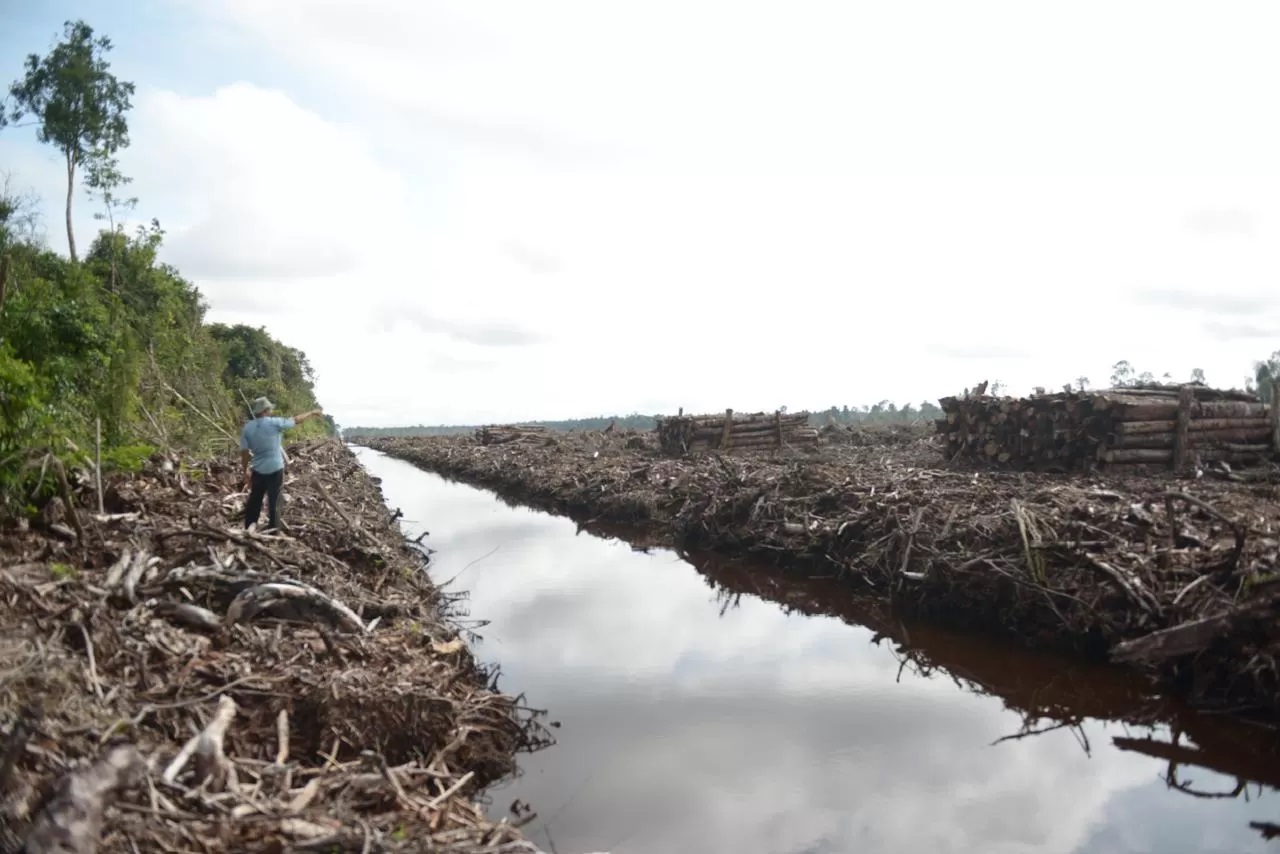 Kondisi Hutan di Kalimantan Barat.