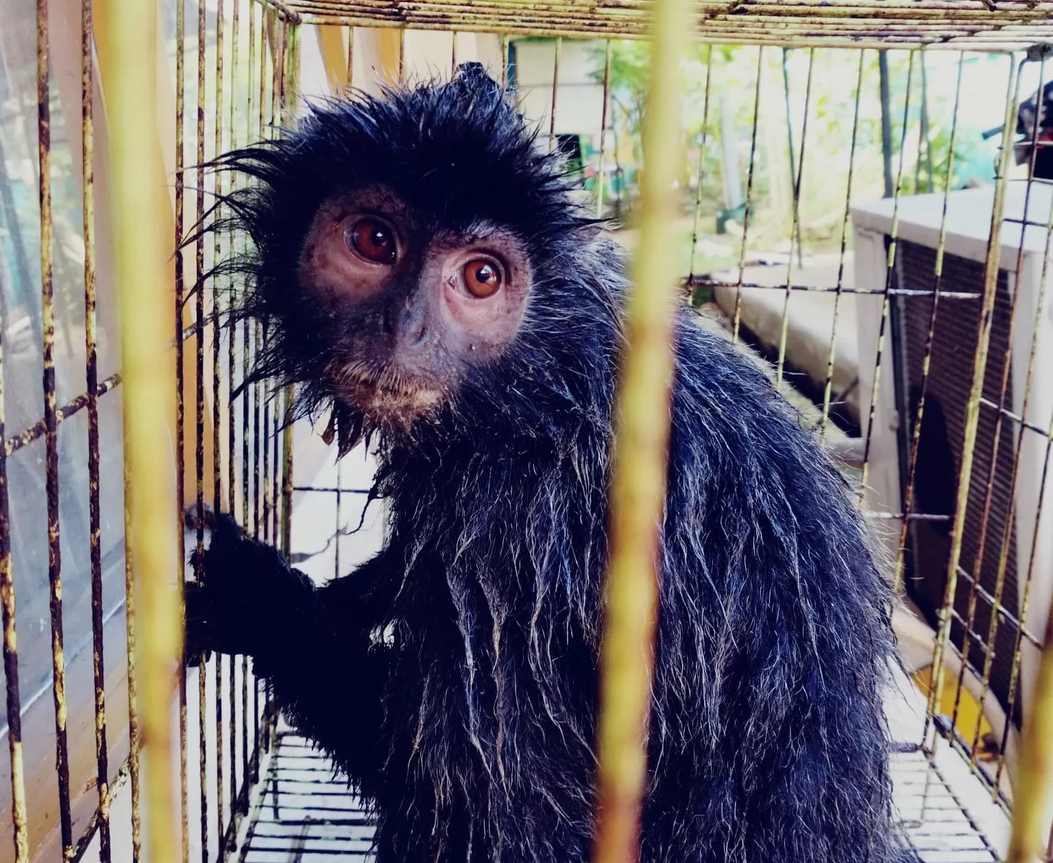 SEMPAT KESETRUM:Lutung Kelabu berhasil selamat usai tersengat listrik tegangan tinggi di Desa Pandulangan Kecamatan Banjang, Selasa (21/5/2024).(Foto: M Akbar/Radar Banjarmasin)