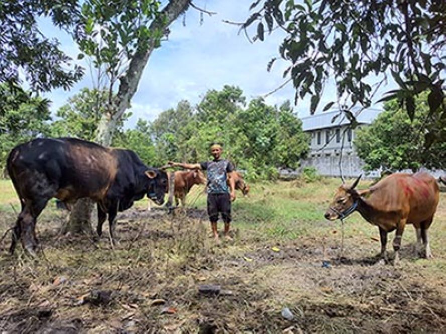 HEWAN KURBAN: Penjualan sapi kurban di Jalan HM Arsyad, Sampit, Rabu (22/5/2024). (HENY/RADARSAMPIT)