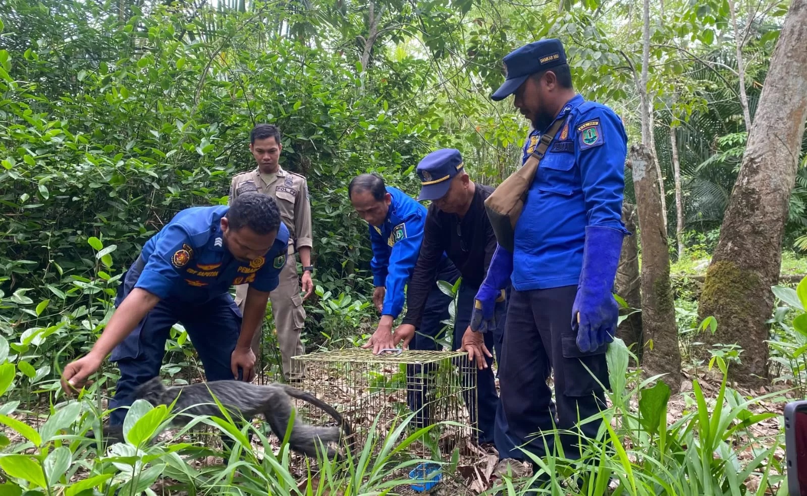 HARU:Tim Animal Rescue Damkar HSU saat melepaskan Lutung Kelabu yang sempat dirawat pasca tersengat listrik bertegangan tinggi di Kecamatan Banjang.(Foto:Animal Rescue HSU/Radar Banjarmasin)