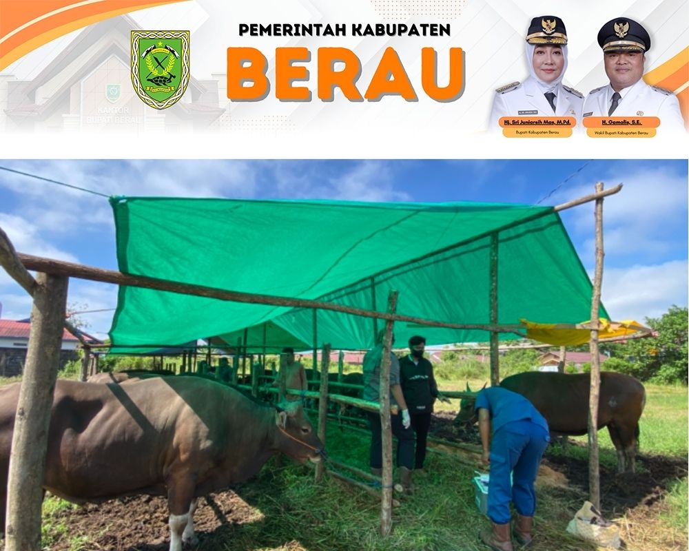 ILUSTRASI: DTPHP Berau bakal memberikan bantuan 60 ekor sapi kepada tiga kelompok tani di Berau.