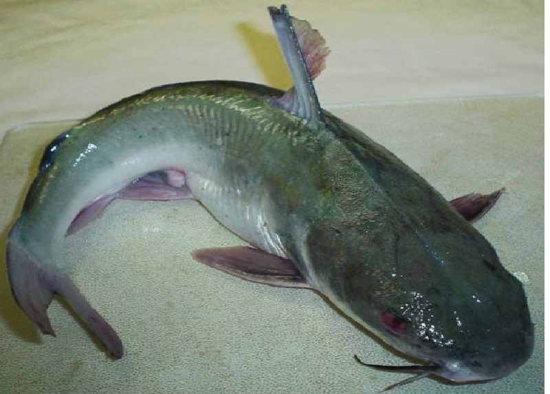 ilustrasi patin