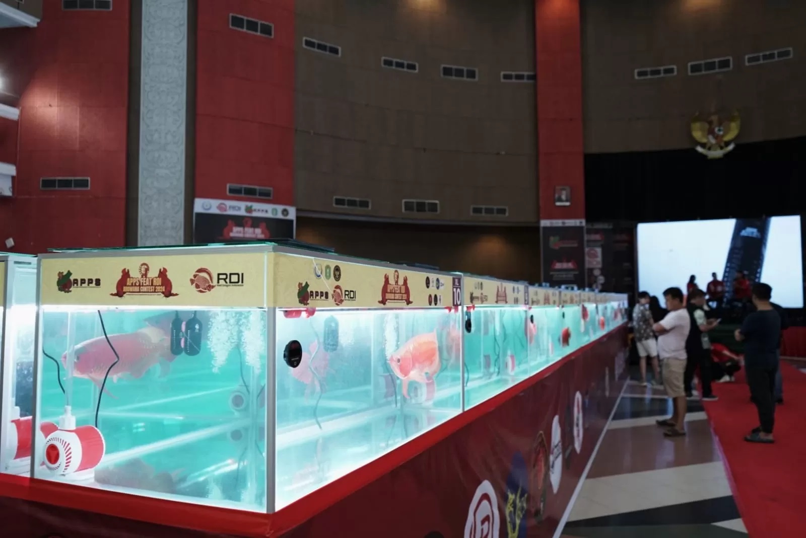 Pelaksanaan kontes ikan arwana.