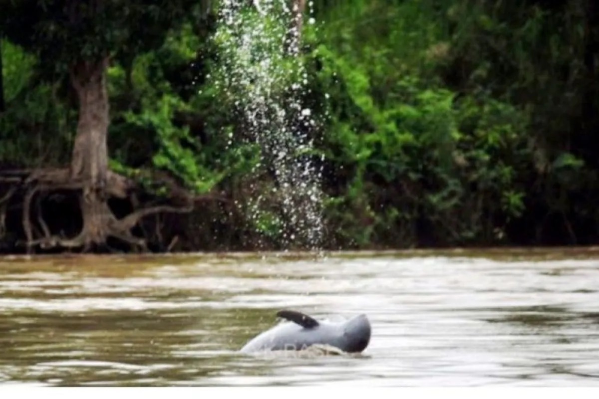 Seekor Pesut Mahakam berenang di bagian tengah Sungai Mahakam. (ANTARA/HO-Diskominfo Kutai Kartanegara)