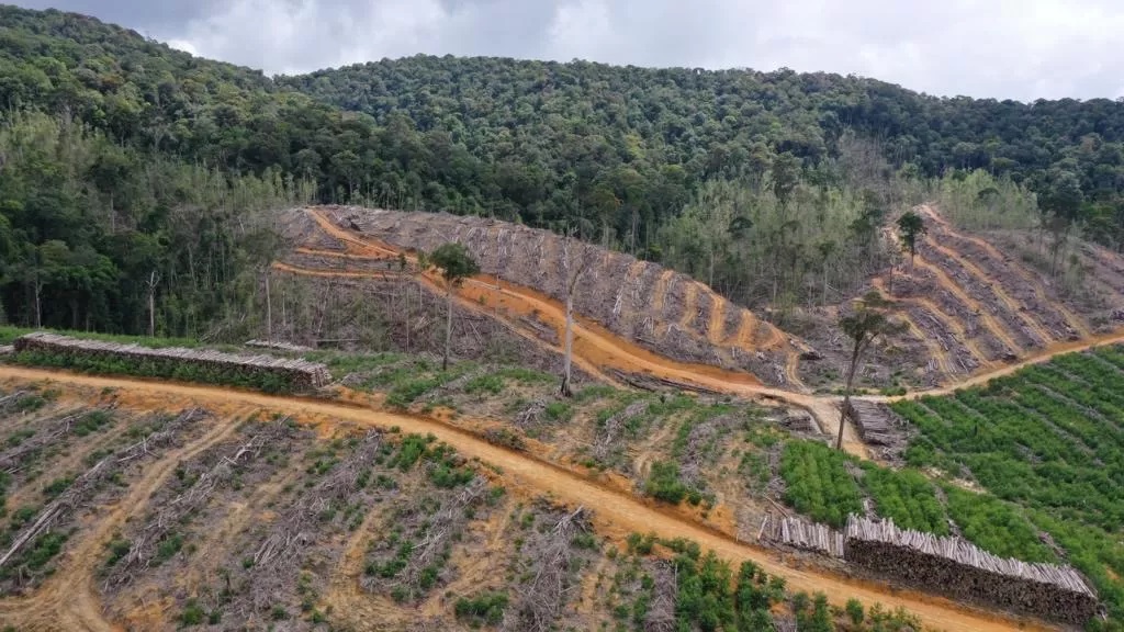 PEMBUKAAN HUTAN: Kondisi bukaan hutan yang di area konsesi PT Mayawana Persada di Kabupaten Ketapang dan Kayong Utara. Pembukaan hutan tersebut diduga memicu deforestasi dan kerusakan ekologis. (WALHI