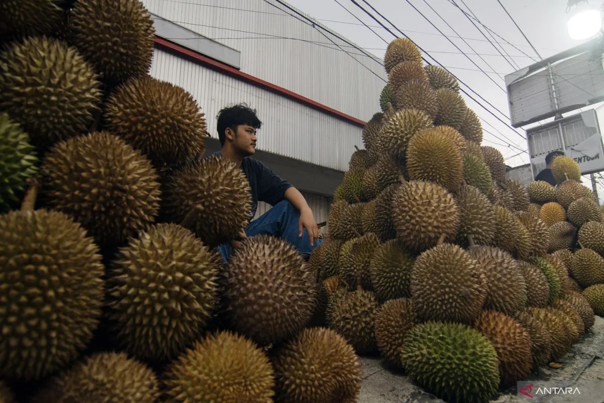 Pedagang durian.
