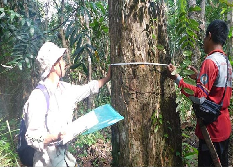 SURVEI : Tim Survei Kehati saat melakukan penelusuran dan pengamatan flora fauna di Pulau Hanibung yang direncanakan akan dijadikan wisata ekosistem, Selasa (28/5/2024). (Istimewa)