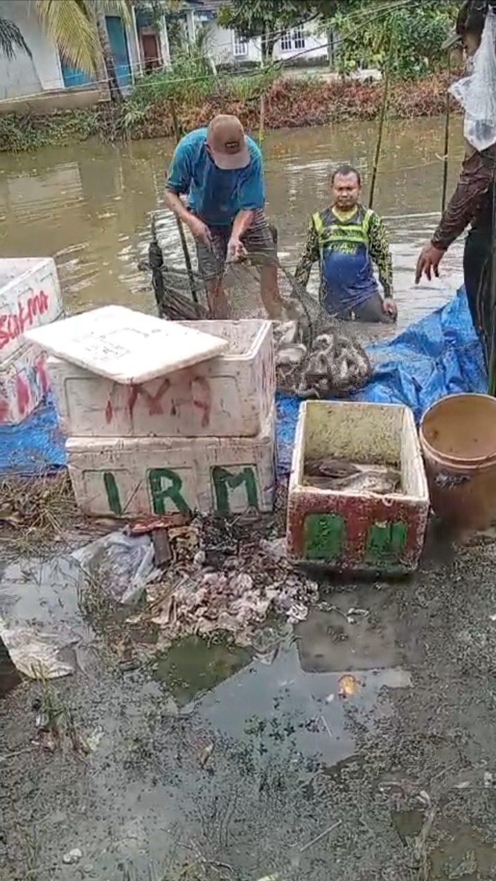 PANEN: Pembudidaya ikan air tawar di Sebakung Jaya, Babulu, PPU saat panen ikan nila.