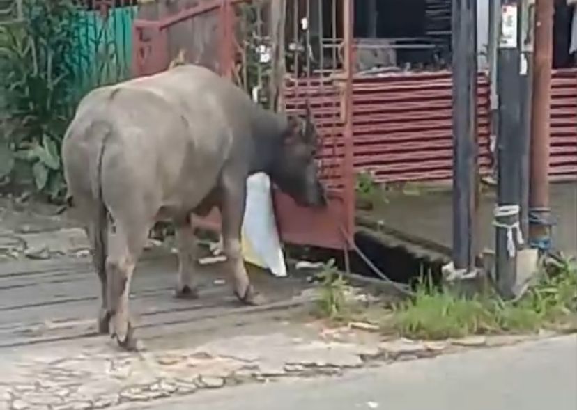 Tangkapan layar kerbau mengamuk di Balikpapan.