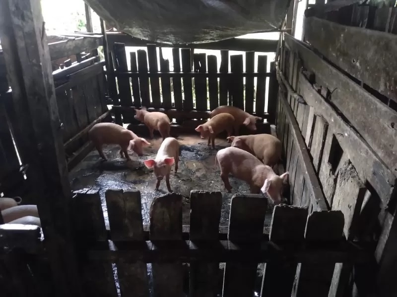BERMASALAH Aktivitas peternakan babi di Kelurahan Guntung Manggis, Kota Banjarbaru. (FOTO: FADLAN ZAKIRI/RADAR BANJARMASIN)