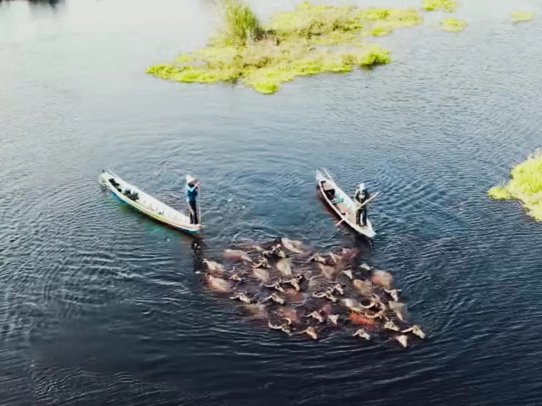Balapan kerbau rawa di Kecamatan Paminggir dihidupkan lagi oleh Dinas Pariwisata Provinsi Kalsel dan Disporapar HSU. Kerbau rawa bisa dijadikan destinasi wisata Kalsel.