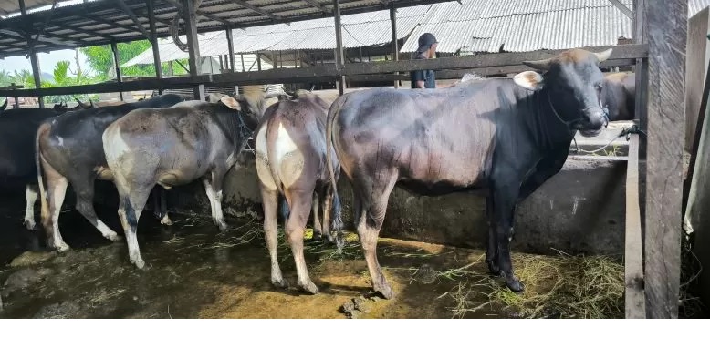 PILIHAN. Jenis Sapi Bali di kisaran harga Rp 20 jutaan menjadi hewan yang paling diminati masyarakat yang ingin berkurban.
