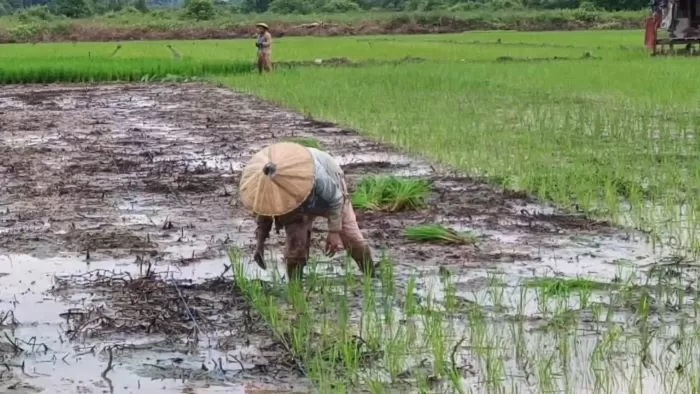 MULAI SURUT. Kondisi air di area persawahan yang surut setelah dilakukan normalisasi irigasi dimanfaatkan para petani untuk segera menanam padi.