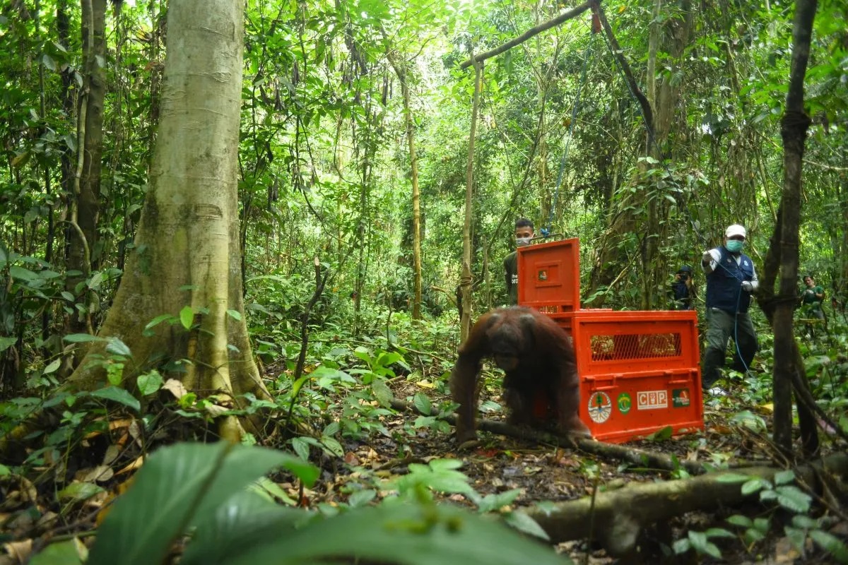 BKSDA Kaltim melepasliarkan empat individu orangutan Kalimantan di kawasan Hutan Lindung Gunung Batu Mesangat, Kaltim, Kamis (13/6/2024). ANTARA/HO-KLHK