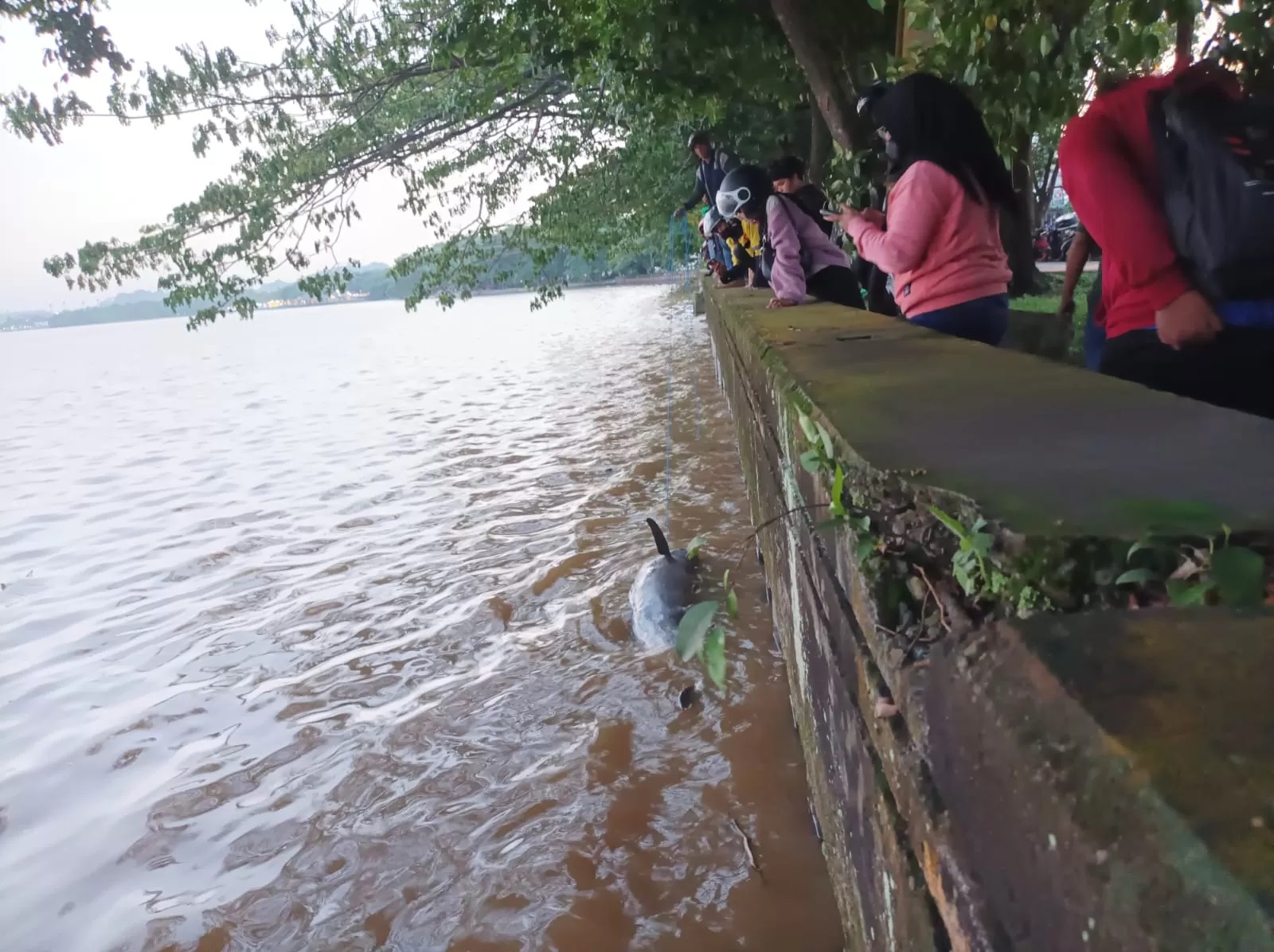 PESUT: Ikan pesut ditemukan mengapung di perairan sungai Mahakam, tepatnya di kawasan Jalan Selamet Riayadi, depan SPBU, Jumat (21/6). (FOTO:EKO PRALISTIO/KP)
