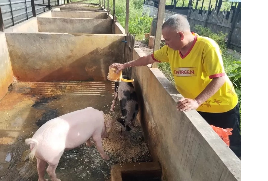 KASIH MAKAN : Salah satu peternak babi di Jalan Pandarapan sedang memberi pakan untuk babi ternaknya, Minggu (23/6). (FOTO: FADLAN ZAKIRI/RADAR BANJARMASIN)