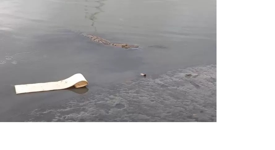BERJEMUR. Buaya muara terlihat berenang di bantaran Sungai Karang Mumus (SKM), Jalan Perniagaan, Kelurahan Bandara, Kecamatan Sungai Pinang. (kis)